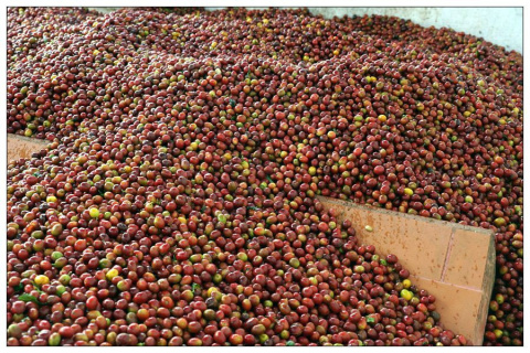 Kolumbia Risaralda Marcella Kolumbia Risaralda Marcella