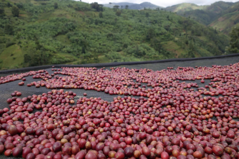 Burundi Sehe Natural Burundi Sehe Natural