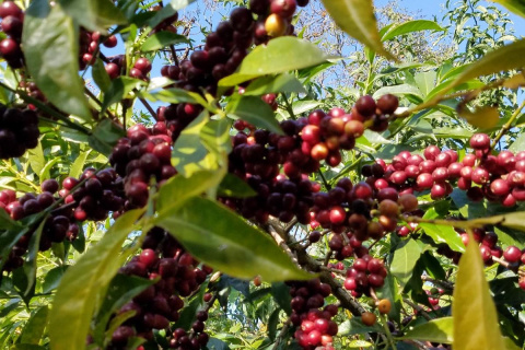 Etiopia Guji Hambela Buku Natural Etiopia Guji Hambela Buku Natural