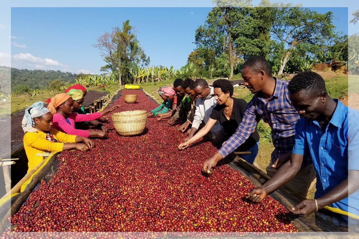 Etiopia Guji Hambela Buku Natural Etiopia Guji Hambela Buku Natural