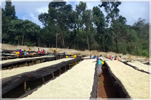 Etiopia Kercha Keloo Honey Etiopia Kercha Keloo Honey