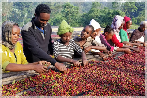 Etiopia Yirgacheffe Aricha FW Etiopia Yirgacheffe Aricha FW