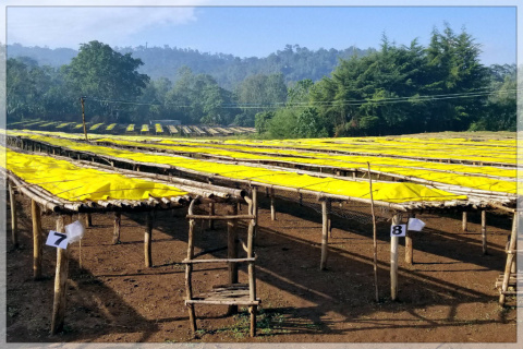 Etiopia Yirgacheffe Aricha FW Etiopia Yirgacheffe Aricha FW