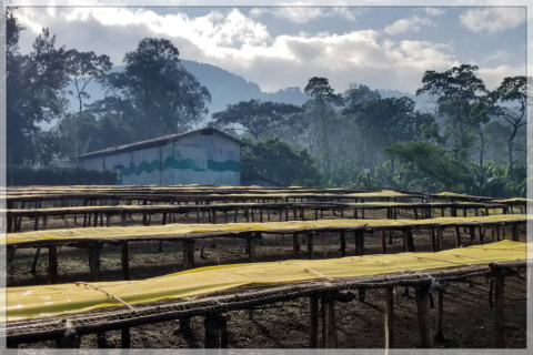 Etiopia Yirgacheffe Aricha FW Etiopia Yirgacheffe Aricha FW