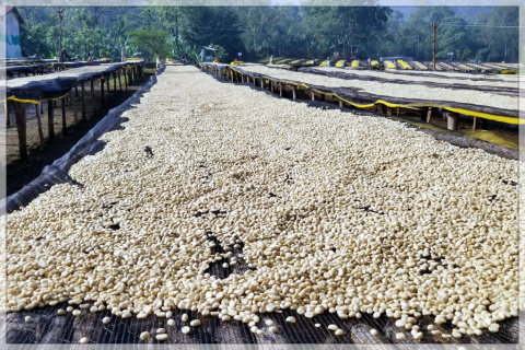 Etiopia Yirgacheffe Aricha FW Etiopia Yirgacheffe Aricha FW