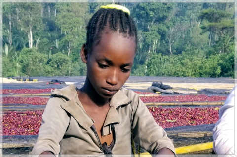 Etiopia Yirgacheffe Aricha FW Etiopia Yirgacheffe Aricha FW
