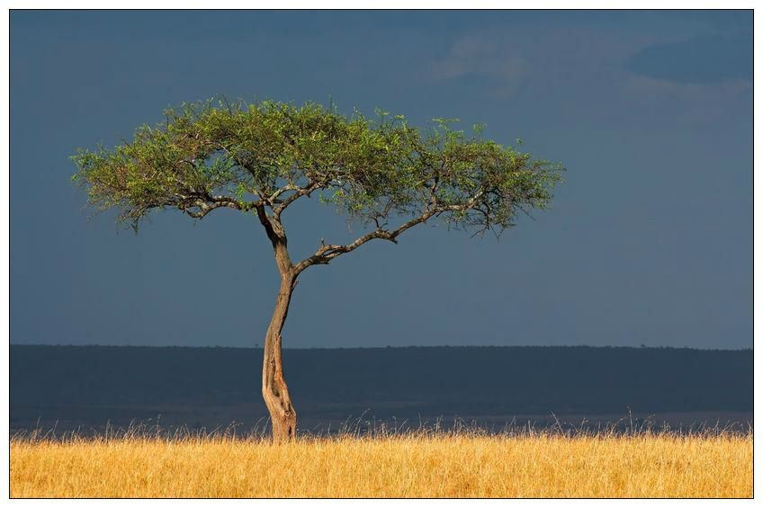 Kenia Nyakabugi AA Kenia Nyakabugi AA