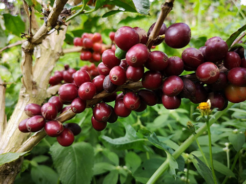 Kolumbia Antioquia La Claudina Espresso