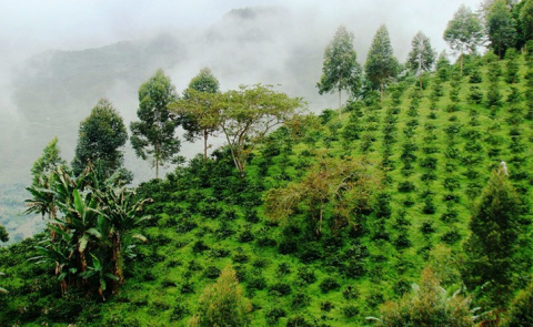 Kolumbia Tolima Rioblanco FW Kolumbia Tolima Rioblanco FW