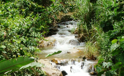 Kolumbia Tolima Rioblanco FW Kolumbia Tolima Rioblanco FW