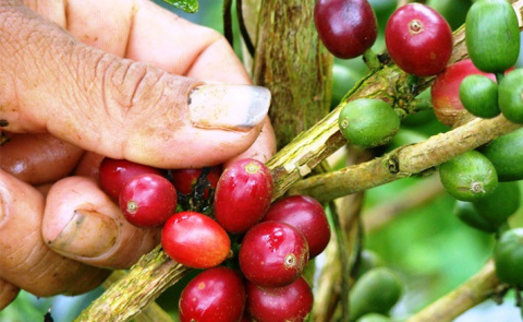 Kolumbia Tolima Rioblanco FW Kolumbia Tolima Rioblanco FW