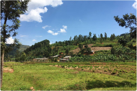 Rwanda Muhondo HONEY Rwanda Muhondo HONEY