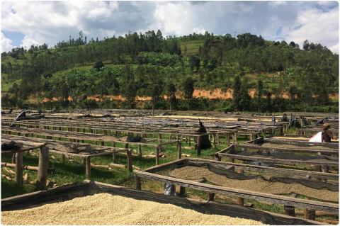 Rwanda Muhondo HONEY Rwanda Muhondo HONEY