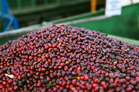 Salwador Santa Rita Red Honey Salwador Santa Rita Red Honey