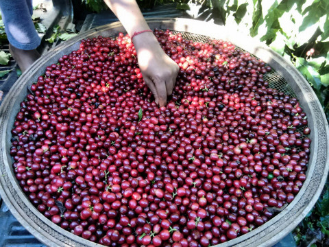 Synestezja Summer Espresso Synestezja Summer Espresso