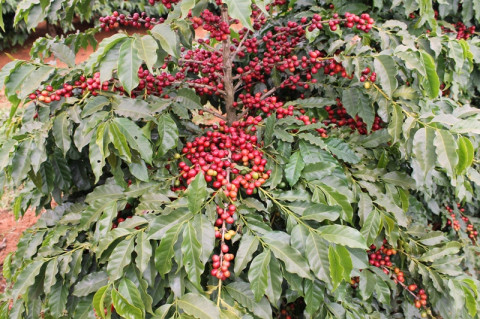 Synestezja Summer Espresso Synestezja Summer Espresso
