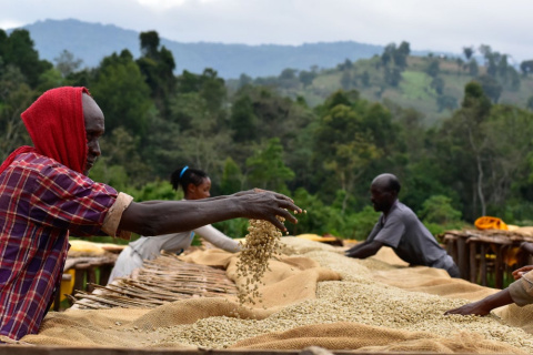 Bella Etiopia Guji/Yirgacheffe Natural Gr. 1 Bella Etiopia Guji/Yirgacheffe Natural Gr. 1