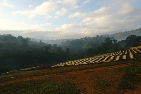 Bella Etiopia Guji/Yirgacheffe Natural Gr. 1 Bella Etiopia Guji/Yirgacheffe Natural Gr. 1