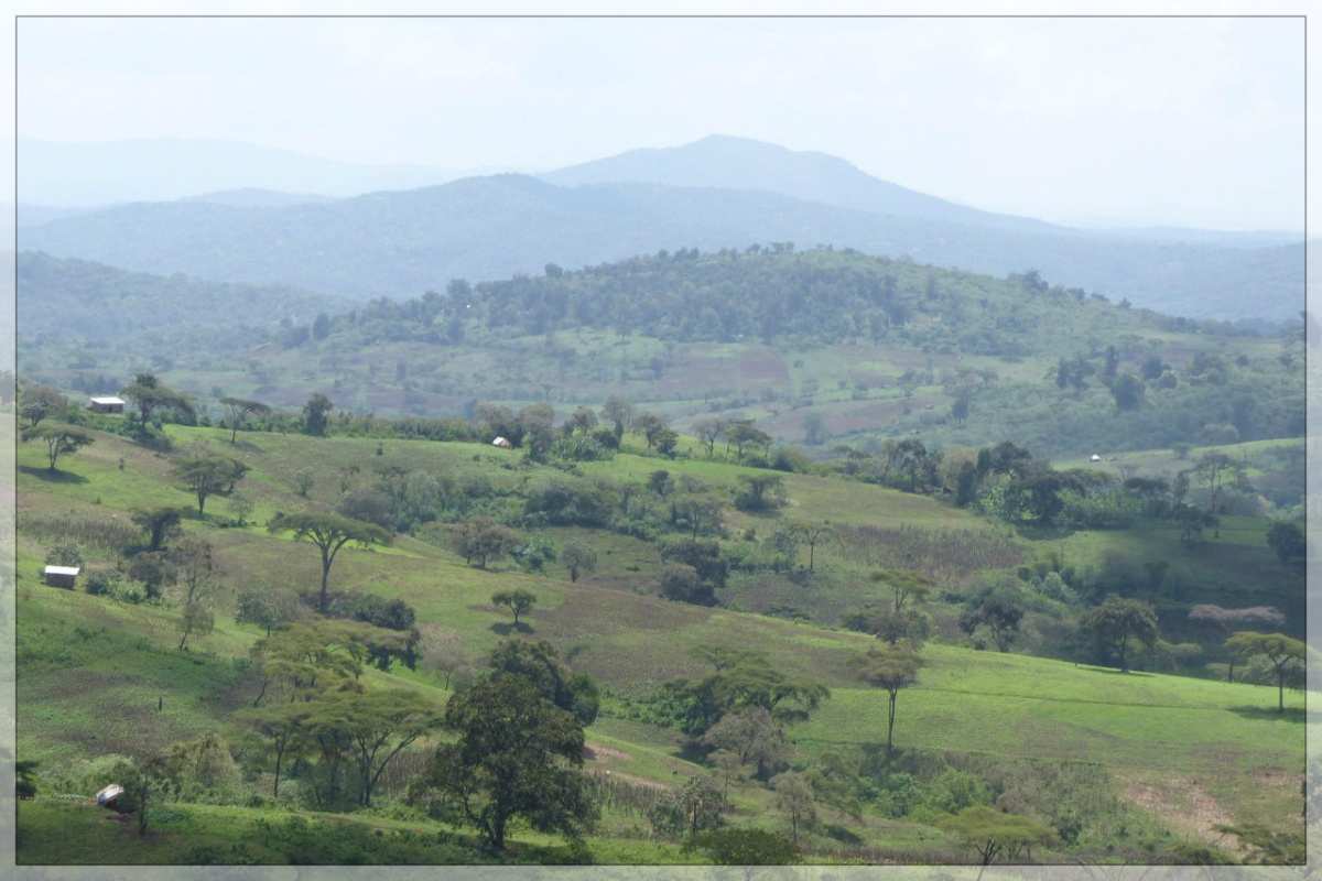 Etiopia Guji Natural Gr. 1. Etiopia Guji Natural Gr. 1.