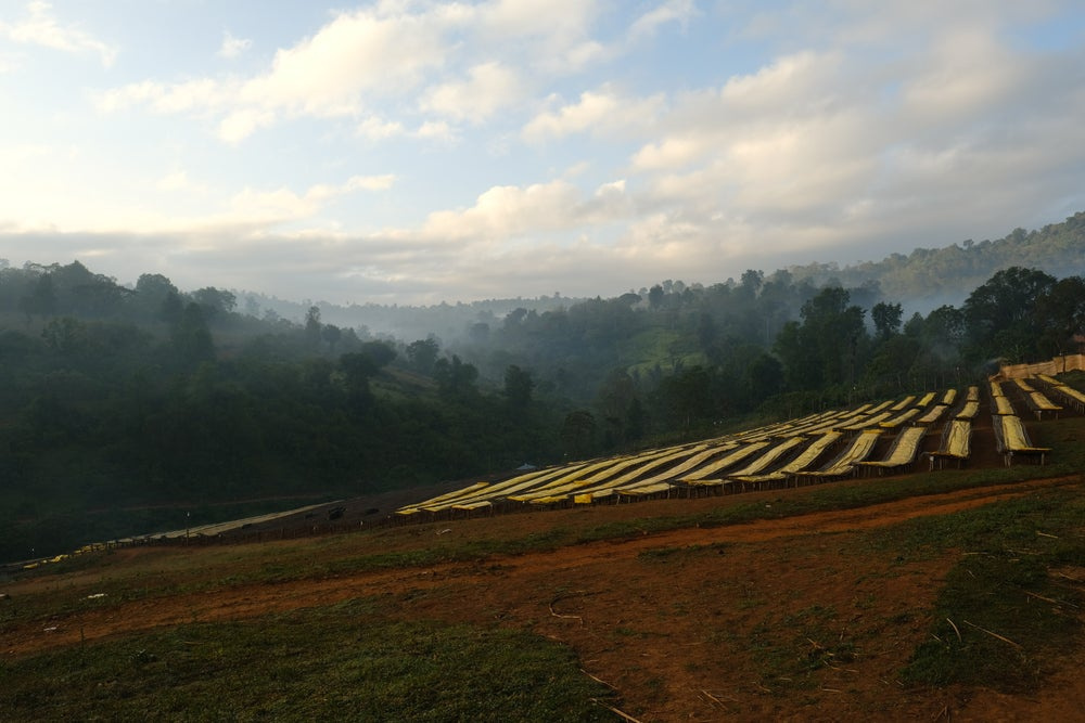 Etiopia Uddeyi Guji Natural Gr. 1 Etiopia Uddeyi Guji Natural Gr. 1