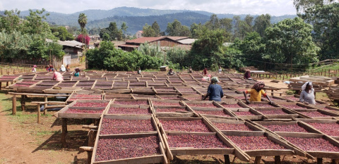 Etiopia Yirgacheffe Idido Natural Espresso Etiopia Yirgacheffe Idido Natural Espresso