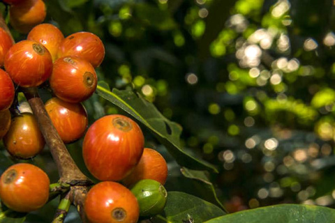 Gwatemala Finca Medina Natural Gwatemala Finca Medina Natural