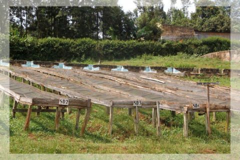 Kenia Kirinyaga Karani AB Kenia Kirinyaga Karani AB