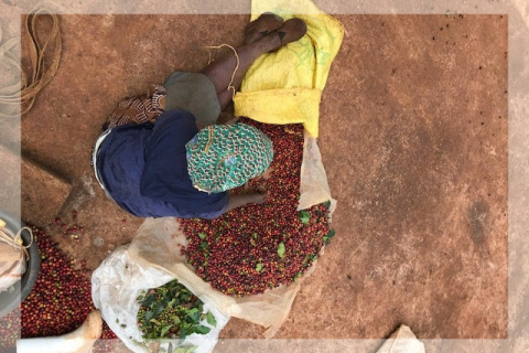Kenia Kirinyaga Karani AB Kenia Kirinyaga Karani AB