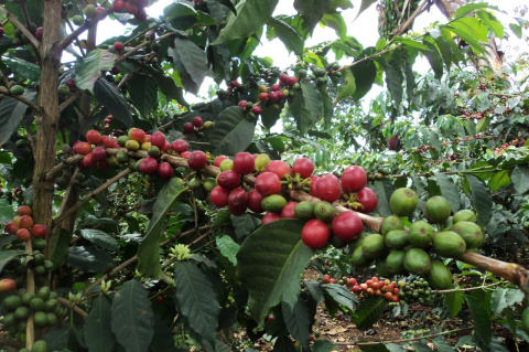 Kenia Muranga Kagurumai AA