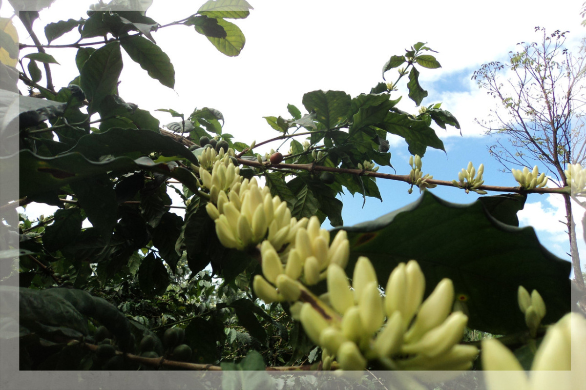 Kenia Kirinyaga Mwendia AA Peaberry Kenia Kirinyaga Mwendia AA Peaberry
