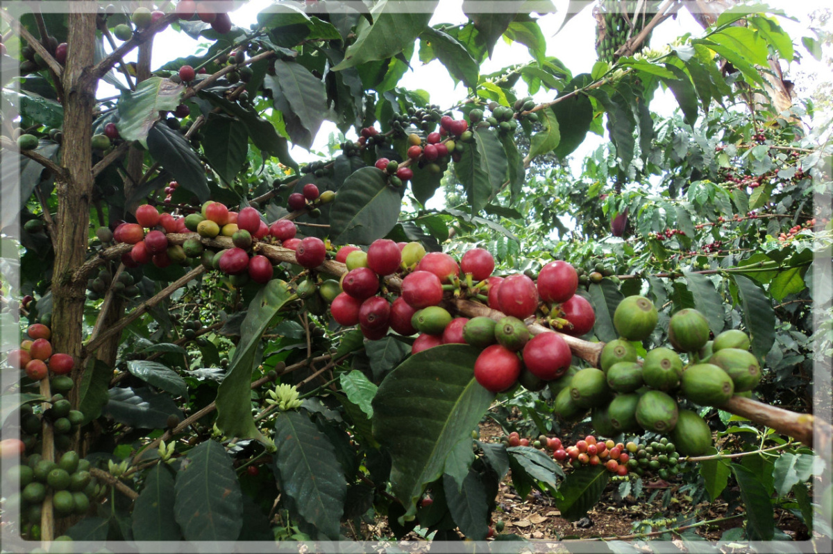 Kenia Kirinyaga Mwendia AA Peaberry Kenia Kirinyaga Mwendia AA Peaberry