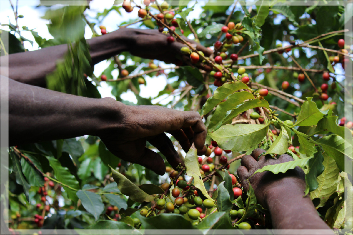 Kenia Kirinyaga Mwendia AA Peaberry Kenia Kirinyaga Mwendia AA Peaberry