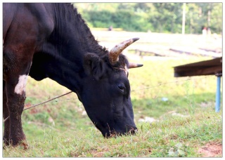 Kenia Kirinyaga Rungeto Kii