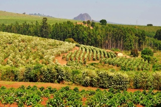 Brazylia Fazenda Pedra Grande Pulped-natural
