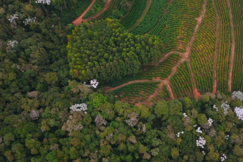 Brazylia Matas de Minas Sao Felix Pulped Natural Espresso