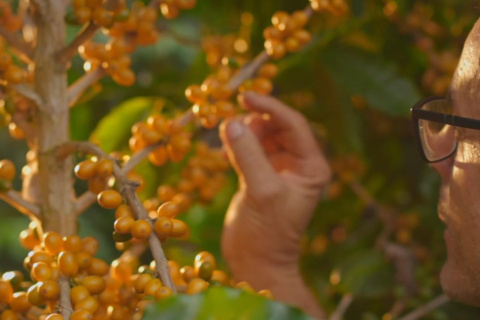 Brazylia Matas de Minas Sao Felix Pulped Natural Espresso