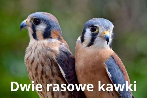 Dwie Rasowe Kawki 2 x 250g