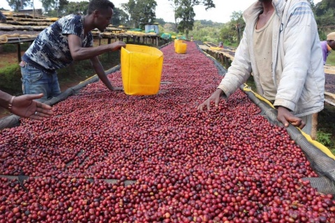 Etiopia Hambela Buku ABEL Natural
