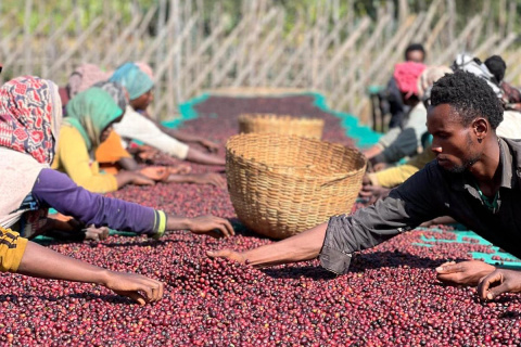 Etiopia Hambela Buku Hurufa Natural OMNIROAST