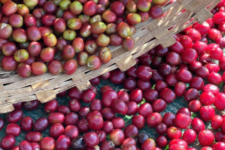 Etiopia Hambela Buku Hurufa Natural Espresso