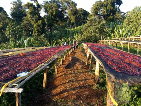 Etiopia Guji Uraga Raro Boda Natural