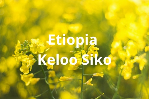 Etiopia Keloo Siko