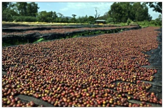 Etiopia Yirgacheffe Aricha Natural Omniroast