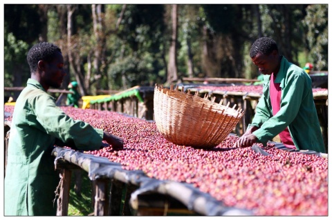 Etiopia Yirgacheffe Aricha Etiopia Yirgacheffe Aricha