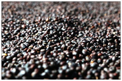 Etiopia Yirgacheffe Aricha Etiopia Yirgacheffe Aricha