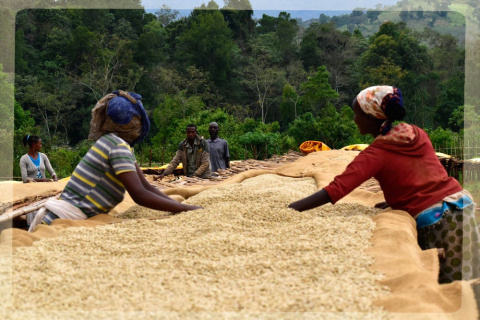 Etiopia Yirgacheffe KOKE Honey Gr. 1