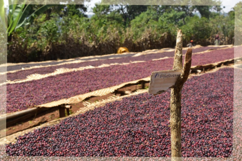 Etiopia Yirgacheffe KOKE Honey Gr. 1