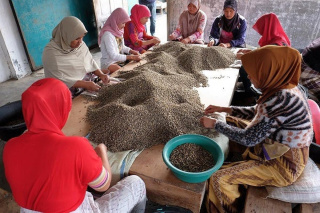 Indonezja JAVA Kerinci HONEY przelew