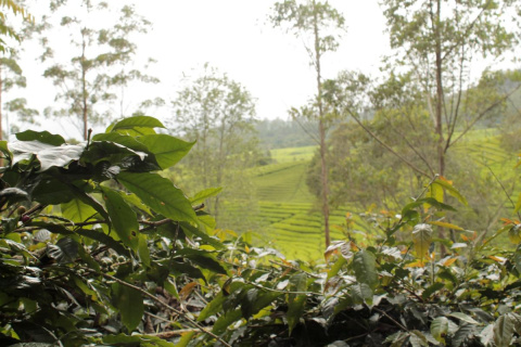 Indonezja JAVA Kerinci HONEY przelew