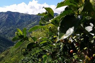Kolumbia Antioquia La Claudina PINK BOURBON Honey
